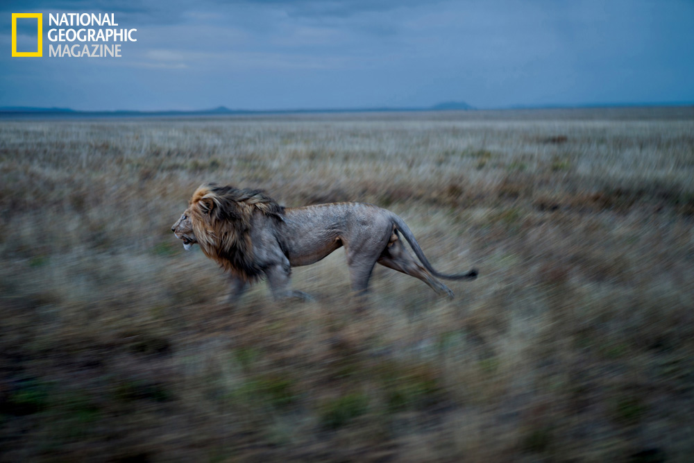 The Serengeti Lion by Michael Nick Nichols