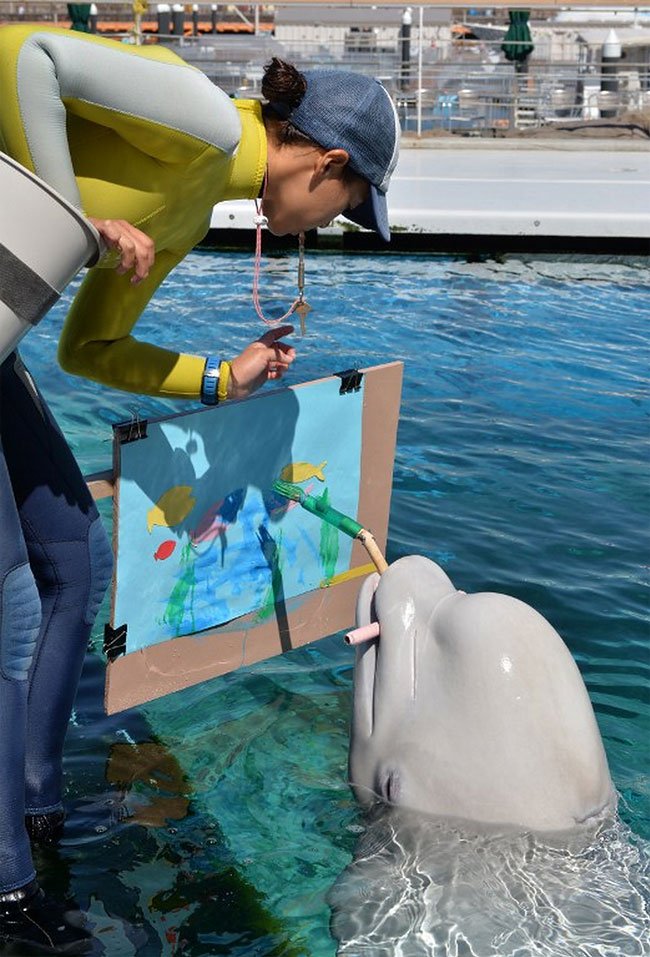 Beluga whales create art in Japan aquarium