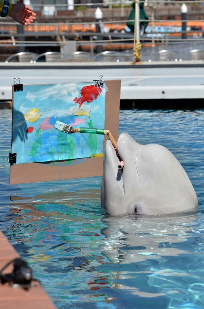 Beluga whales create art in Japan aquarium