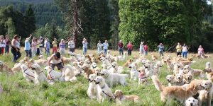 222 Golden Retrievers Frolic in a Field in Scotland