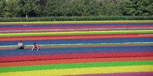 Flower Dying in France