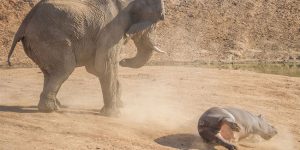 Elephant versus Hippo