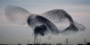 Thousands of Starlings Descend on Rigg, Scotland