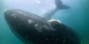 Breathtaking Pictures Show 50-tonne Whale and Calves Swimming Underneath Vessel
