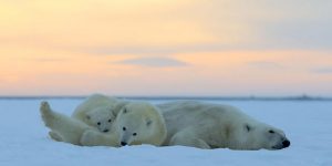 Polar Bears in Sunset