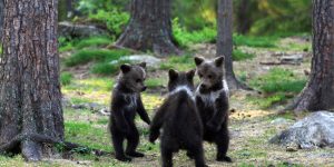 Adorable Moment Baby Bear Cubs Grasp Paws and Dance Joyfully in a Circle
