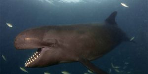 “Smiley” False Killer Whale