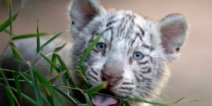 Argentina Tiger Triplets