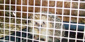 Scotland's Fattest Hedgehog Refuses to Go Back to Nature