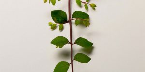 Eye Heart Spleen: Human Organs Made from Flowers and Plants by Camila Carlow