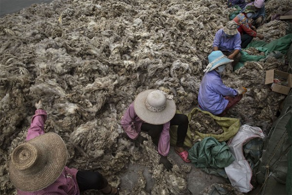 Chinese Workers Prepare Australian Sheep’s Wool for Fashion Industry ...