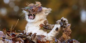 Baby Lion Playing With Autumn Leaves