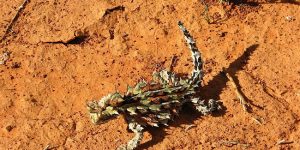 The Thorny Dragon or Thorny Devil
