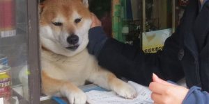 Dog Shopkeeper from Musashi-Koganei,Tokyo