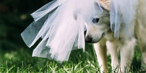 Photographer Katie Yeaton Makes These Beautiful Photos Of Rescue Dogs Wedding