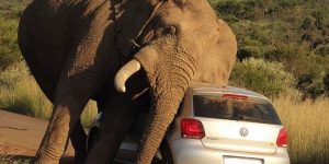 Elephant vs Car