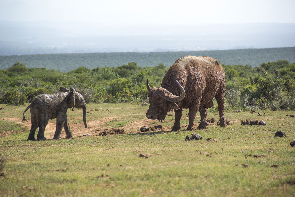 A Young Elephant Calf vs Buffalo Bull in South Africa » Design You Trust