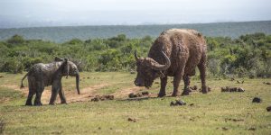 A Young Elephant Calf vs Buffalo Bull in South Africa