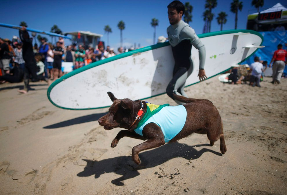 The 6th Annual Surf City Surf Dog Contest in California