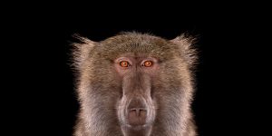 Stunning Portraits of Wild Animals by Brad Wilson