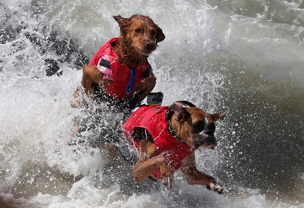 The 6th Annual Surf City Surf Dog Contest in California