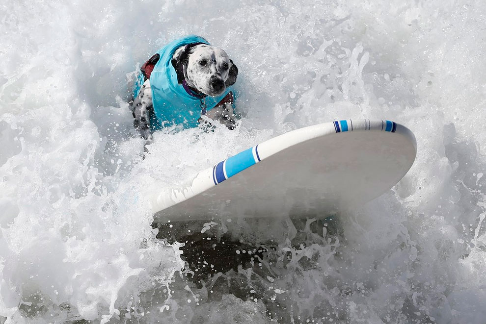 The 6th Annual Surf City Surf Dog Contest in California