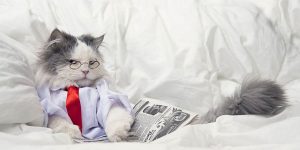 Pictures of Animals Posing as Humans by Svetlana Valyiskaya