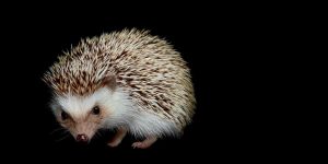 Creatures Of The Night: Photographer Traer Scott Captured The Wild Children Of The Night
