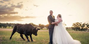 Newly Married Couple Are Photobombed By A Raging Bull As They Pose For Their Wedding Photos
