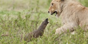 Mongoose vs Four Lions: An Epic Battle In Kenyan Savannah