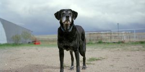 Photo Series Captures the Quiet Dignity of Search and Rescue Dogs that Served During 9/11