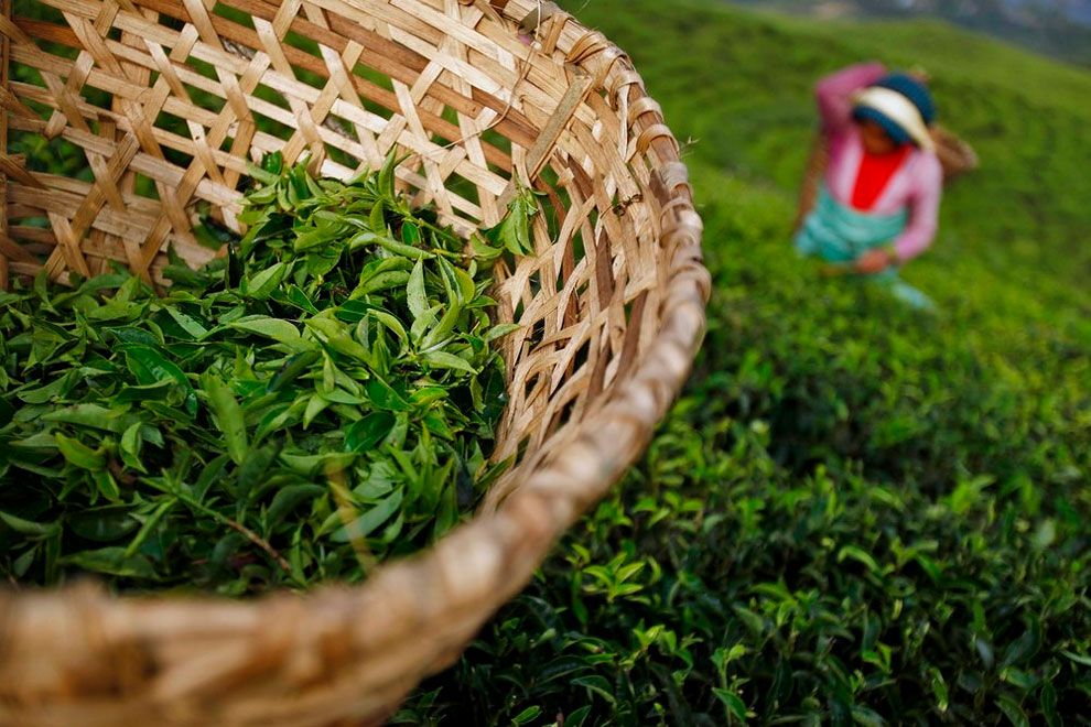 Harvesting a Tea Plantations in Himalayas