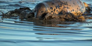 Seal Pup Season in England
