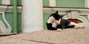 No Rat Shall Pass: Cats of the Hermitage Museum
