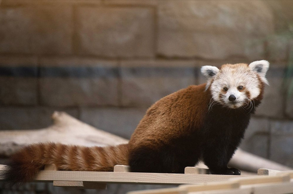Red Panda Makes Herself at Home in the Moscow Zoo