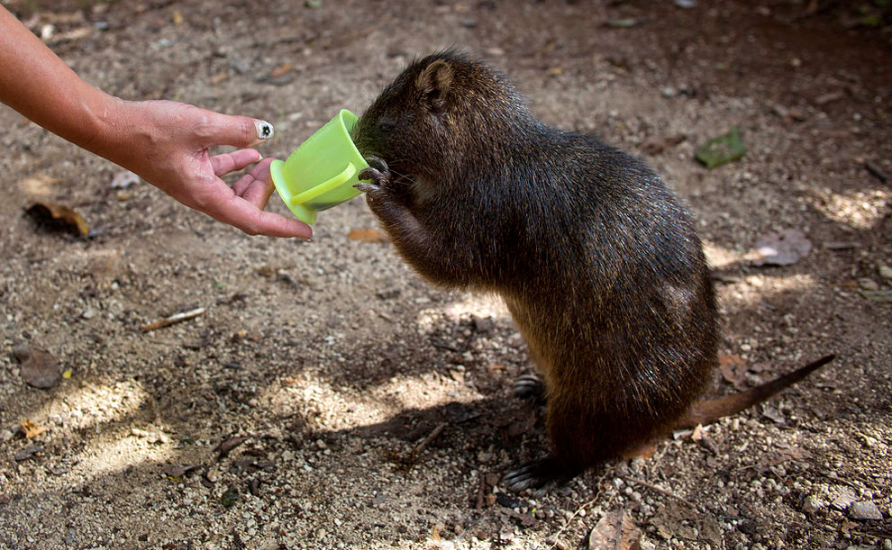 Cuban Couple Keeps Rodents Called Hutias as Pets