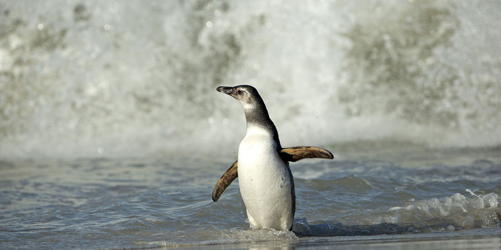 Surfing Penguins