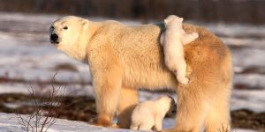 Amazing Polar Bear Photos By David Jenkins