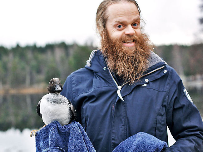 Norwegian Man Saving a Duck