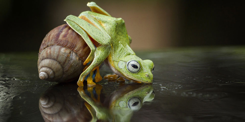 Riding a Snail