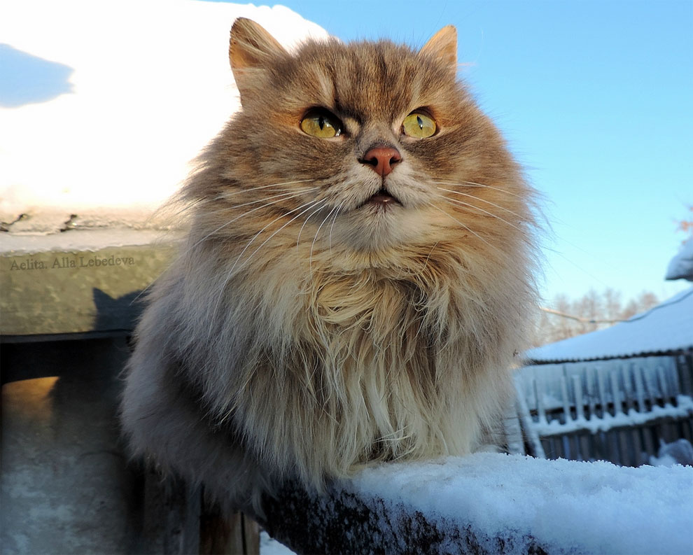 Siberian Farm Cats Are Waiting For Spring To Come In Marvelous Photos ...