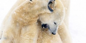 Sony World Photography Award Winners