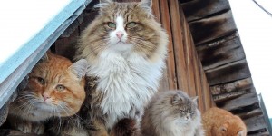 Siberian Farm Cats Are Waiting For Spring To Come In Marvelous Photos By Alla Lebedeva