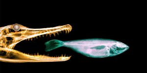 X-Ray Photography by Paula Fontaine
