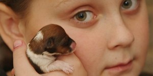 Miracle - A Cute Micro-Puppy