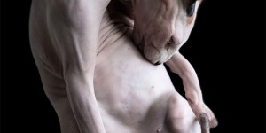 Photographer Alicia Rius Captures The Beauty Of Bald Cats