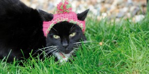 Cats In Hats