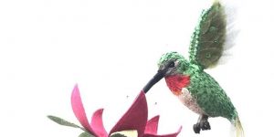 Textile Artist Creates Beautiful Hummingbirds