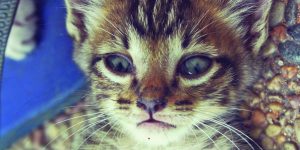 Cat Selfies: An Amusing Collection Of Cats Taking Selfies