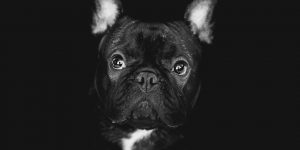 Pet Portraits By Dragos Birtoiu